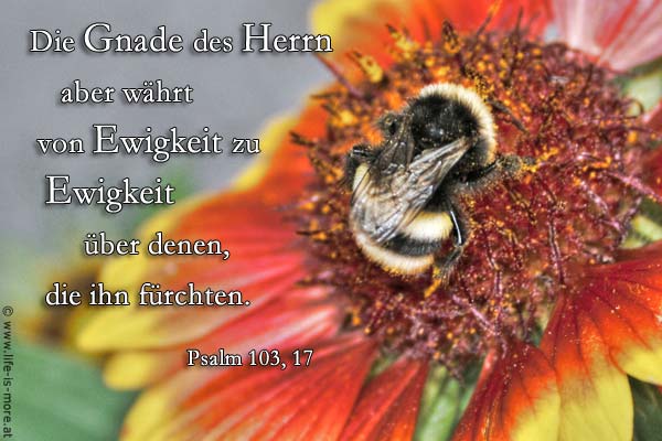Die Gnade des Herrn aber währt von Ewigkeit zu Ewigkeit über denen, die ihn fürchten. Psalm 103,17 - Bildquelle: pixelio.de