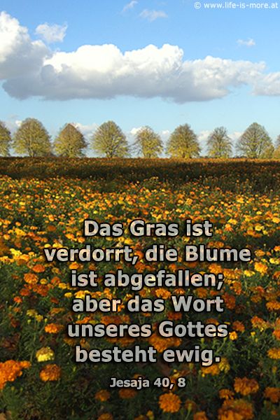 Das Gras ist verdorrt, die Blume ist abgefallen; aber das Wort unseres Gottes besteht ewig. Jesaja 40,8 - Bildquelle: pixelio.de