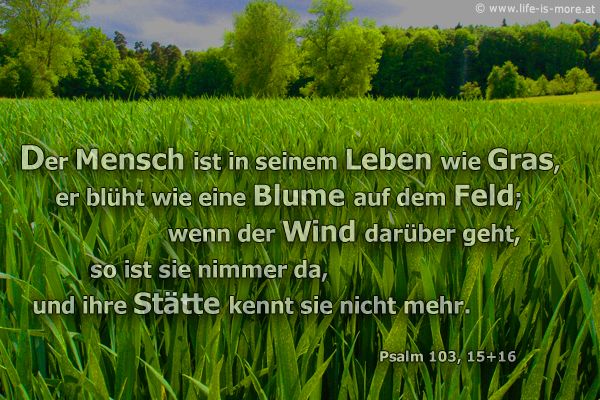 Der Mensch ist in seinem Leben wie Gras, er blüht wie eine Blume auf dem Feld; wenn der Wind darüber geht, so ist sie nimmer da, und ihre Stätte kennt sie nicht mehr. Psalm 103,15+16 - Bildquelle: pixelio.de