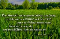 Der Mensch ist in seinem Leben wie Gras, er blüht wie eine Blume auf dem Feld; wenn der Wind darüber geht, so ist sie nimmer da, und ihre Stätte kennt sie nicht mehr. (Psalm 103,15+16)